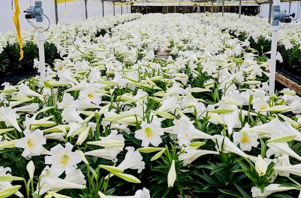 In East Texas, thousands of Easter lilies with no place to go