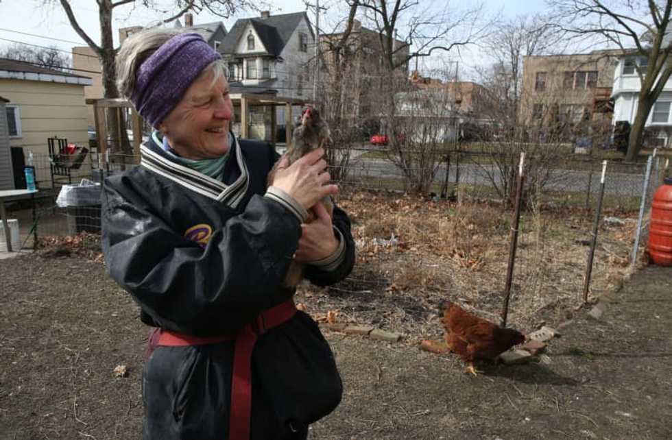 Chicago goatherds, shepherds and duck owners wary of new push to regulate livestock after death of horse