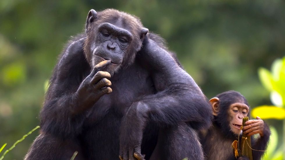 Researchers observe female chimps making spears