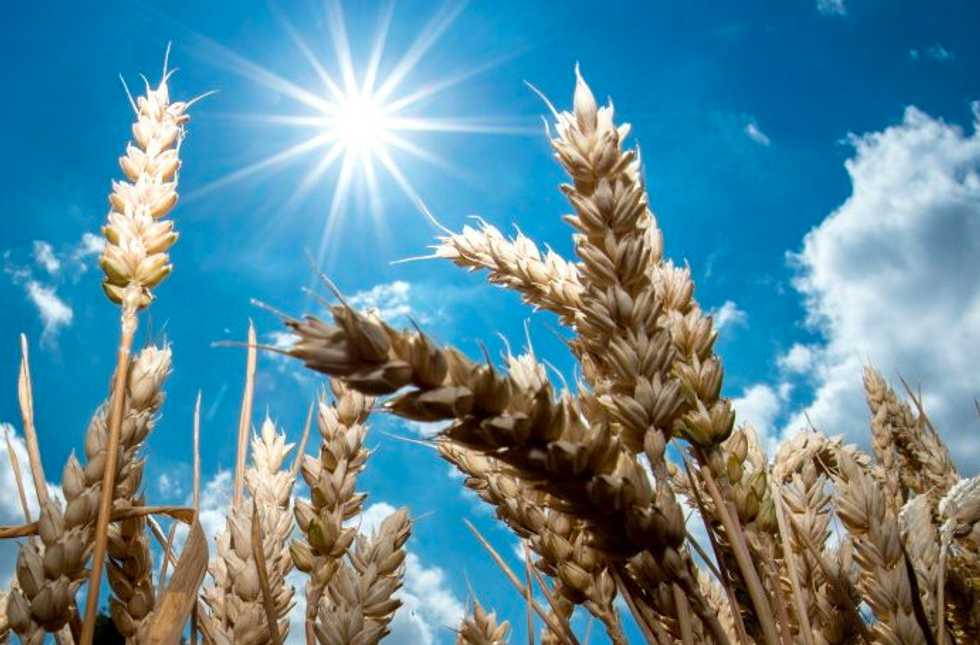 Does sunlight rapidly destroy the coronavirus?