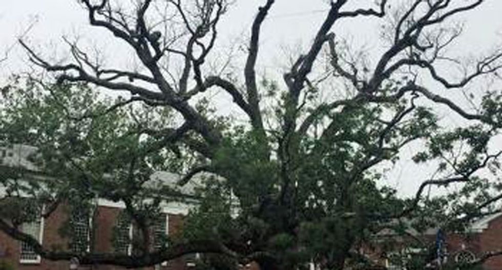 One of nation's oldest white oak trees is dying in New Jersey