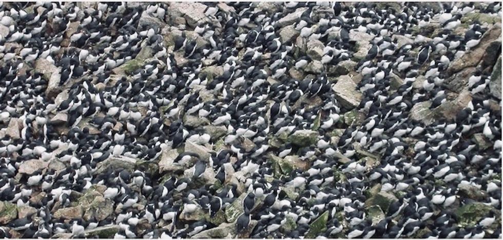 Worst marine heatwave on record killed one million seabirds in North Pacific Ocean