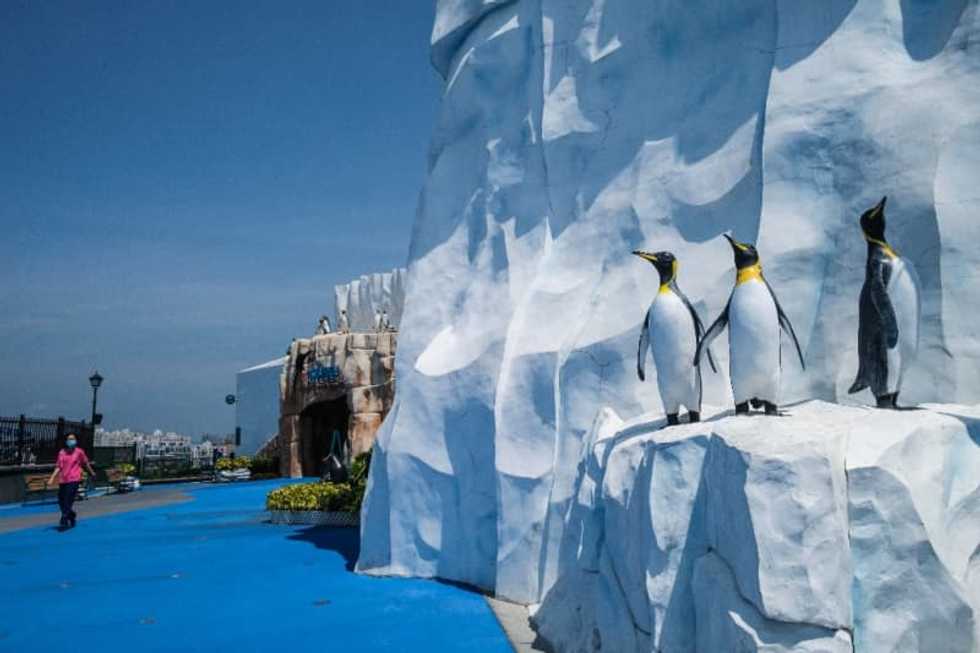 Hong Kong penguins chill during pandemic while carers work overtime