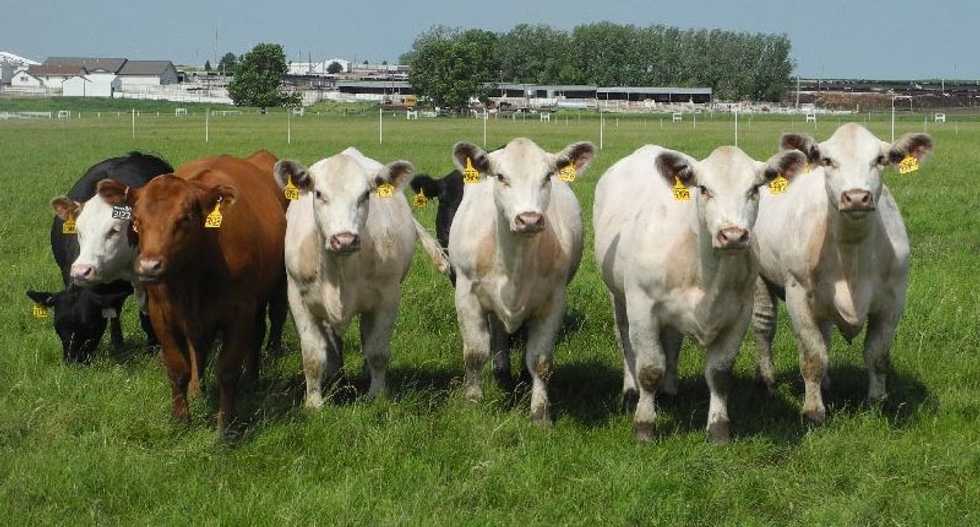 The Dolly legacy: Are you eating cloned meat?