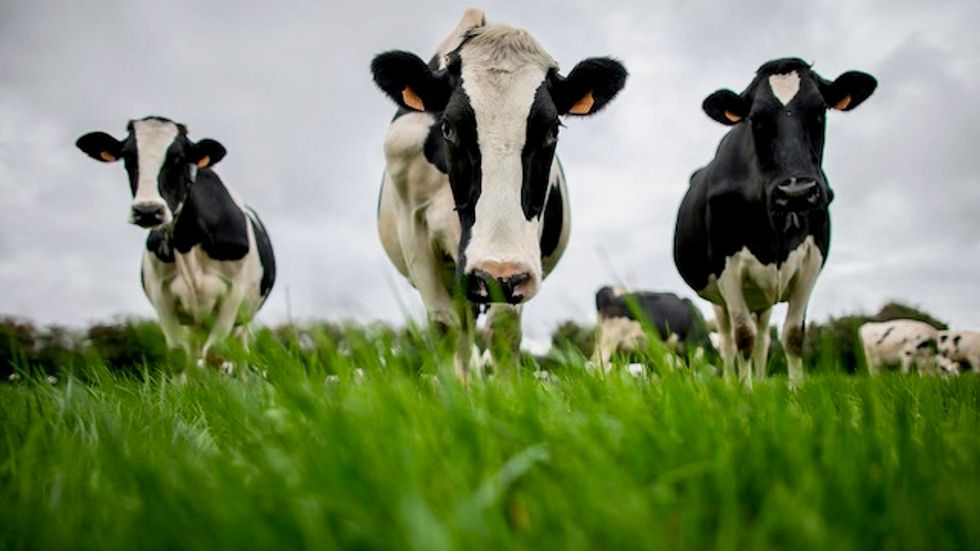 Researchers say may have found cause of mad cow disease