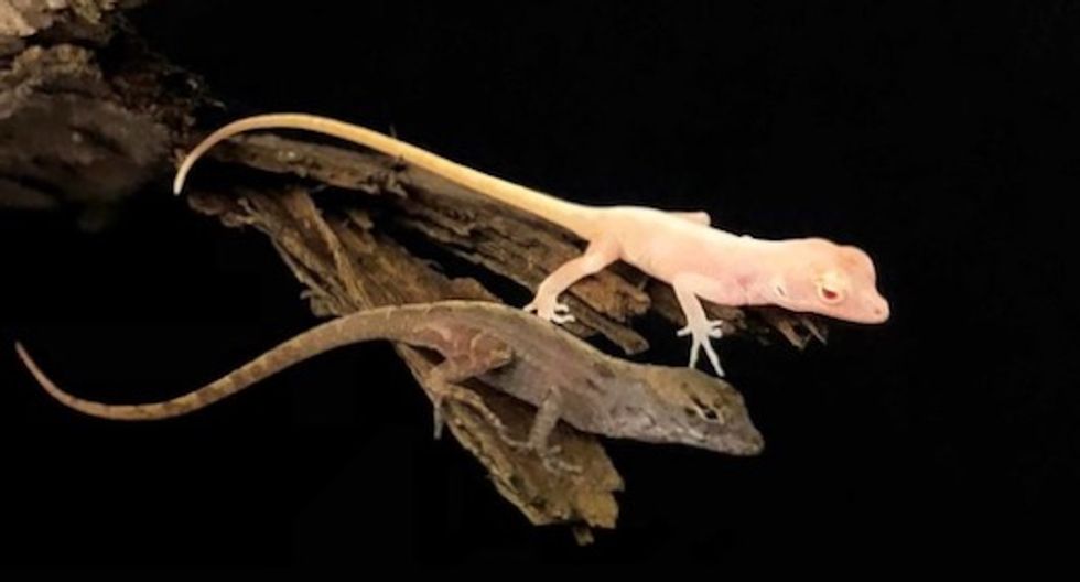 Modifying reptile genomes and manipulating genes: Scientists create albino lizard