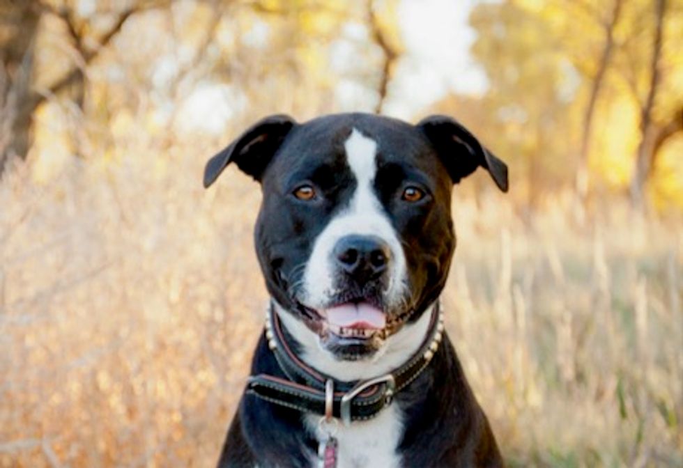 Thousands of dogs have been killed unnecessarily due to misguided ideas about breeds