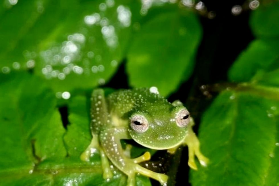 A rare species of 'glass frogs' reappear in Bolivia after 18 years