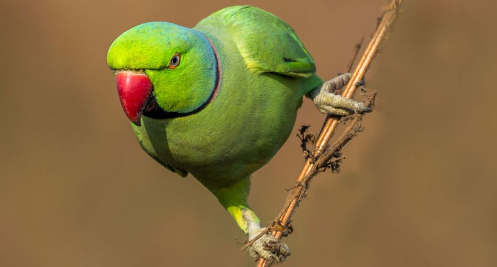 Parakeets are the new pigeons – and they're on course for global domination