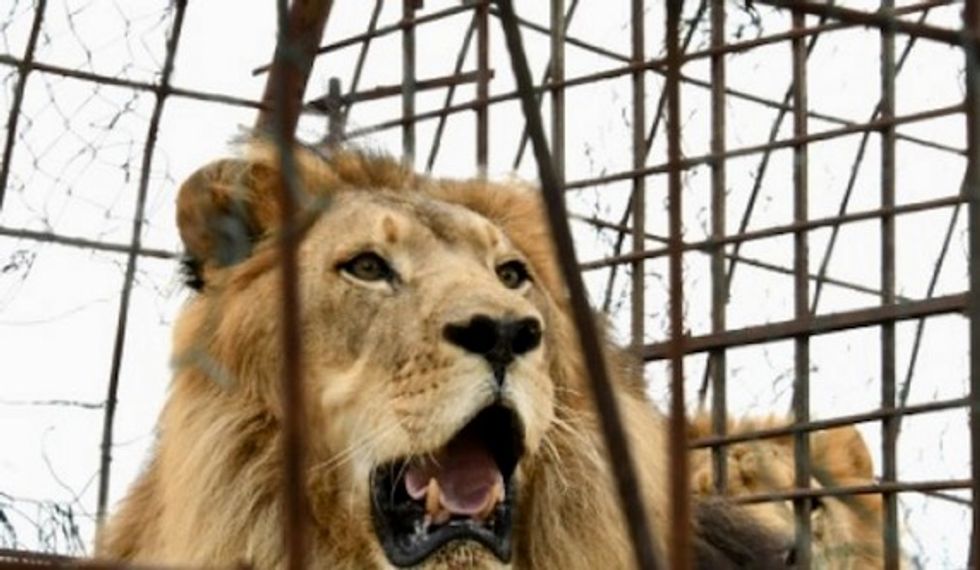 Animals rescued from 'hellish' Albanian zoo