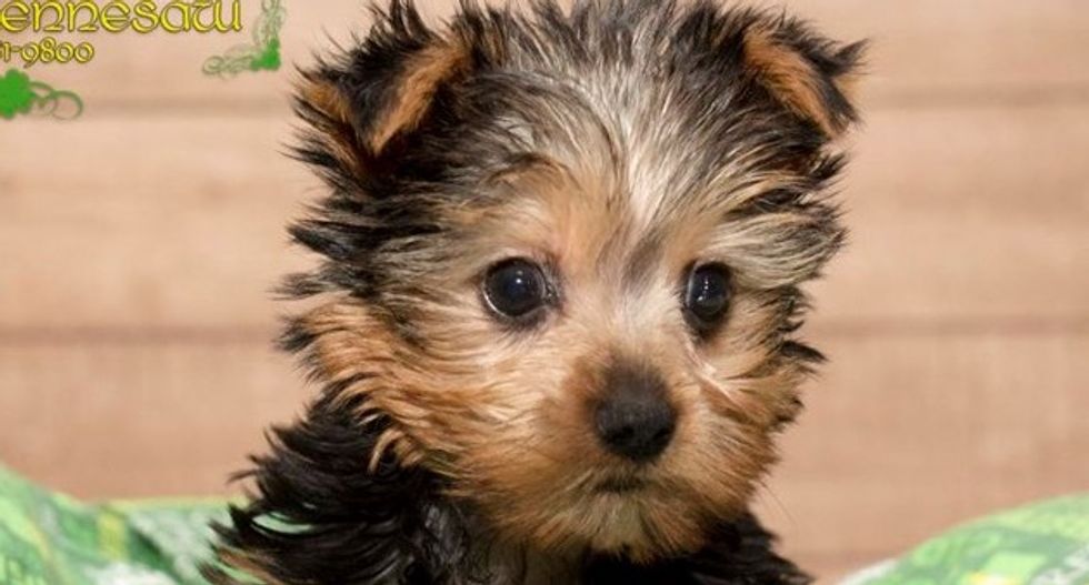 Are people with pets less likely to die if they catch the coronavirus?