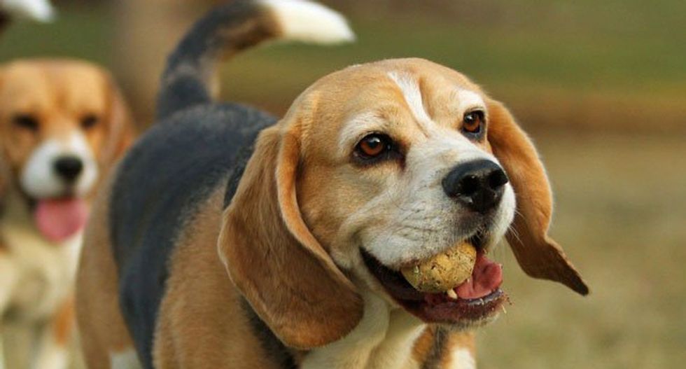 Why losing a dog can be harder than losing a relative or friend