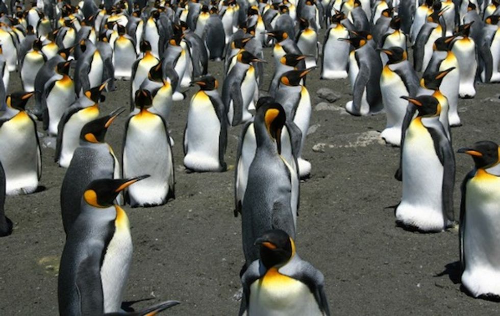 World's biggest king penguin colony shrinks 90 percent