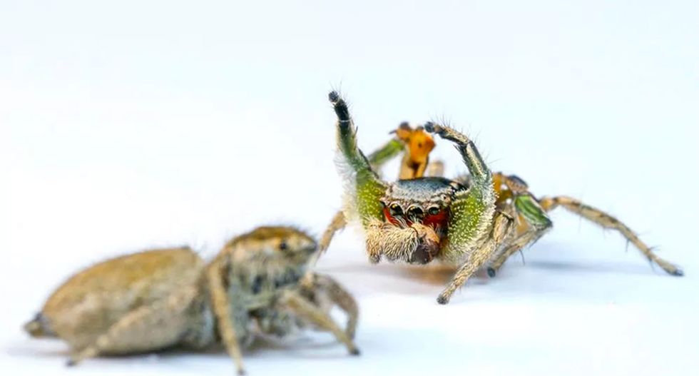 These male jumping spiders evolved dance moves because the ladies ignore them