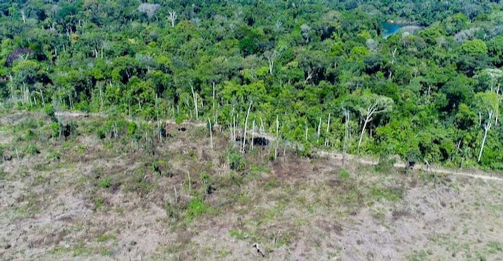 'The future of earth is at risk': New drone footage of deforestation in Amazon shows cost of meat industry