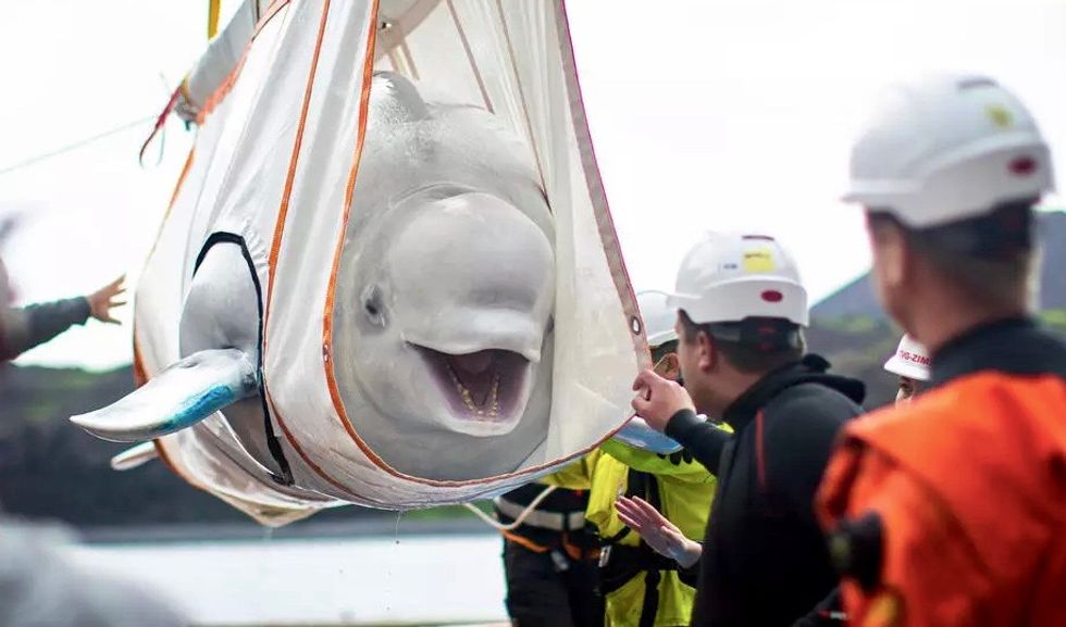 Captive beluga whales released into Iceland sea sanctuary