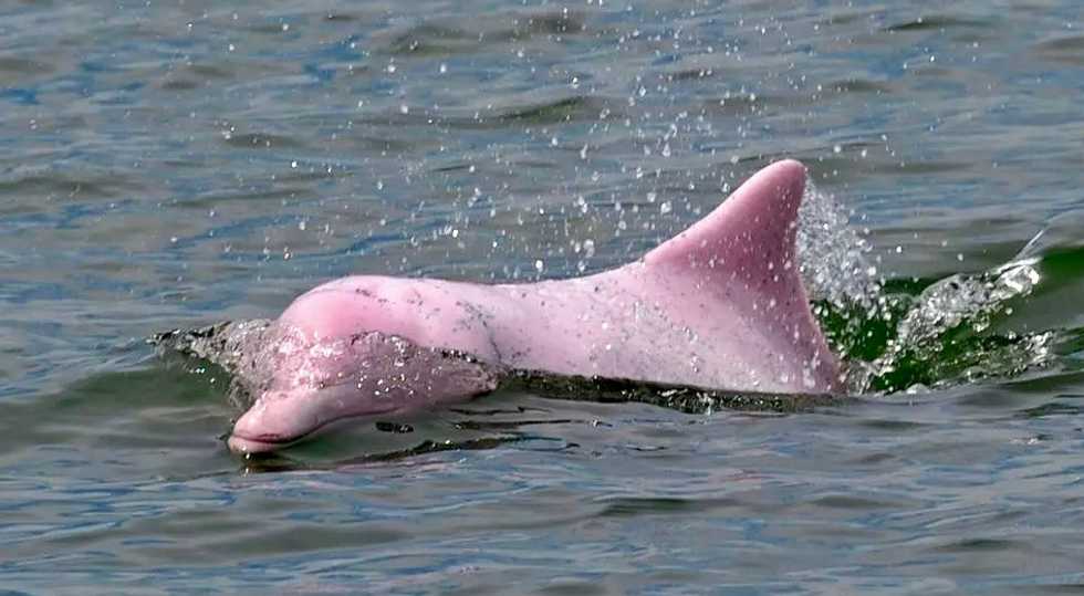 Hong Kong pink dolphins enjoy comeback as pandemic slows marine traffic
