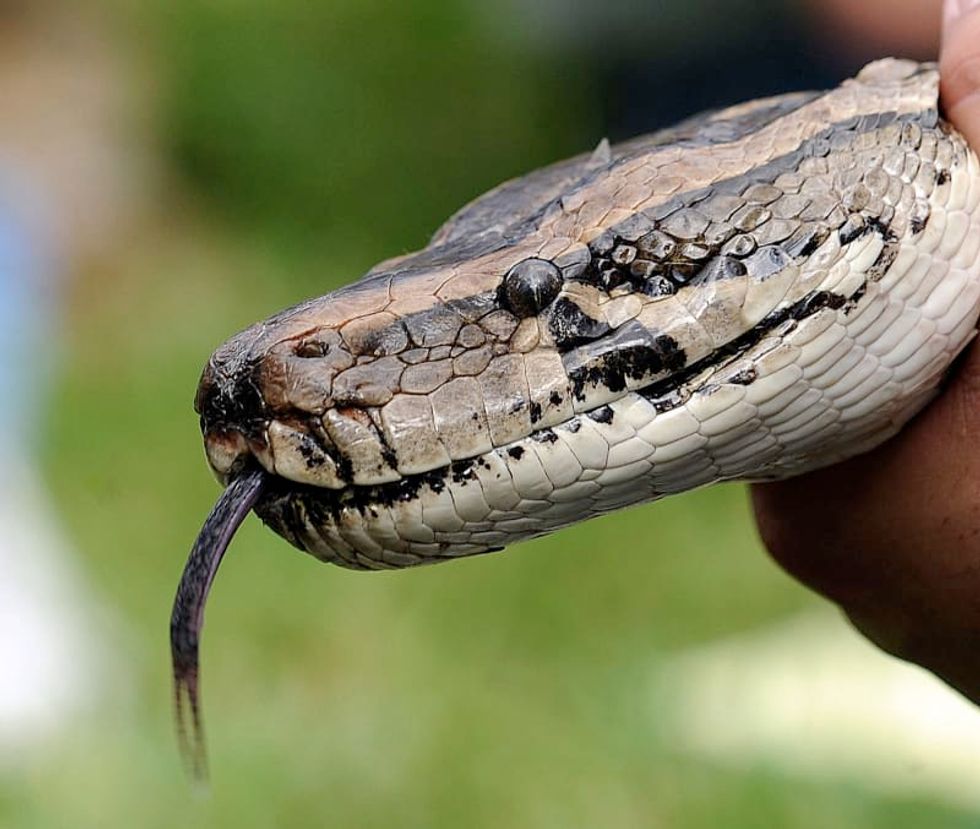 Record-breaking python killed in Florida Everglades hunt
