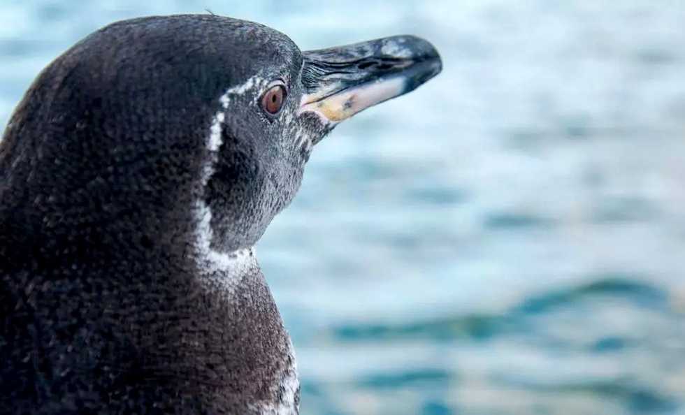 Fewer tourists, more nosh: Record increase in Galapagos penguins and cormorants