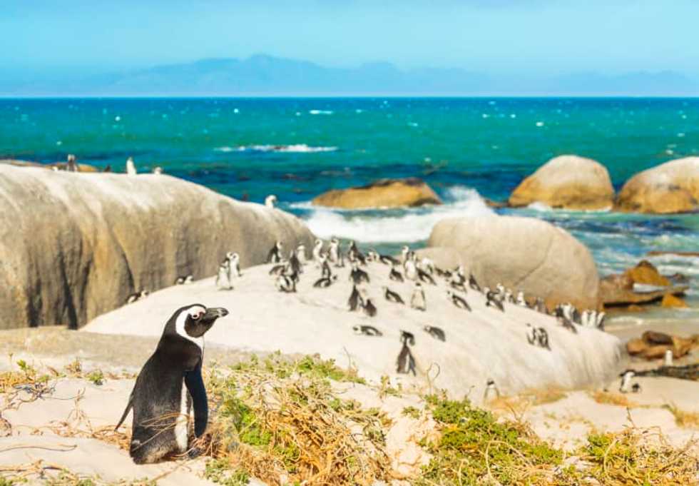 Galapagos sees record rise in penguins, flightless cormorants