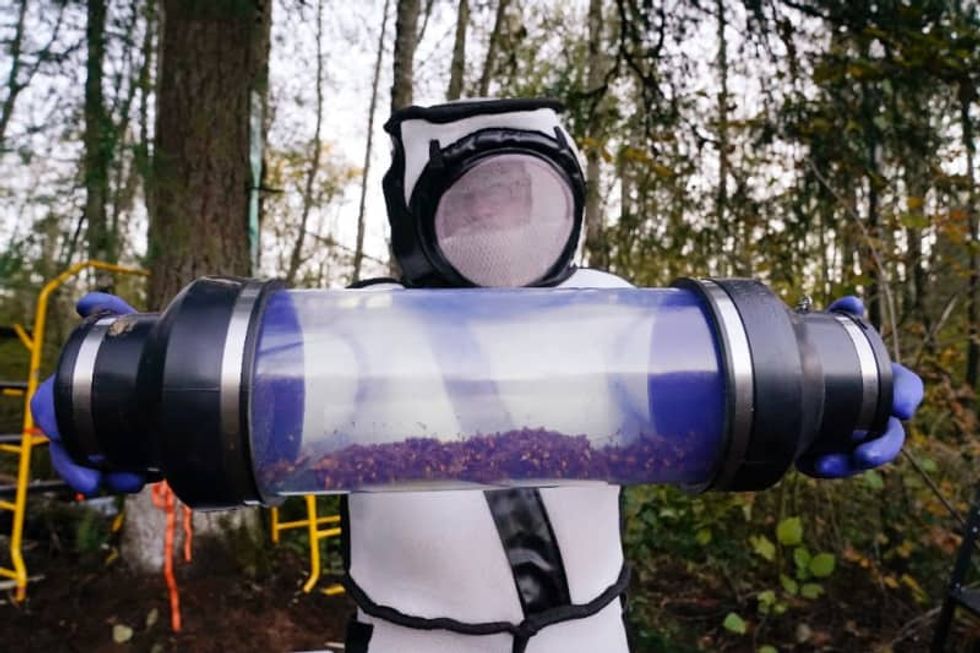Workers eradicate first nest of 'murder hornets' found in US