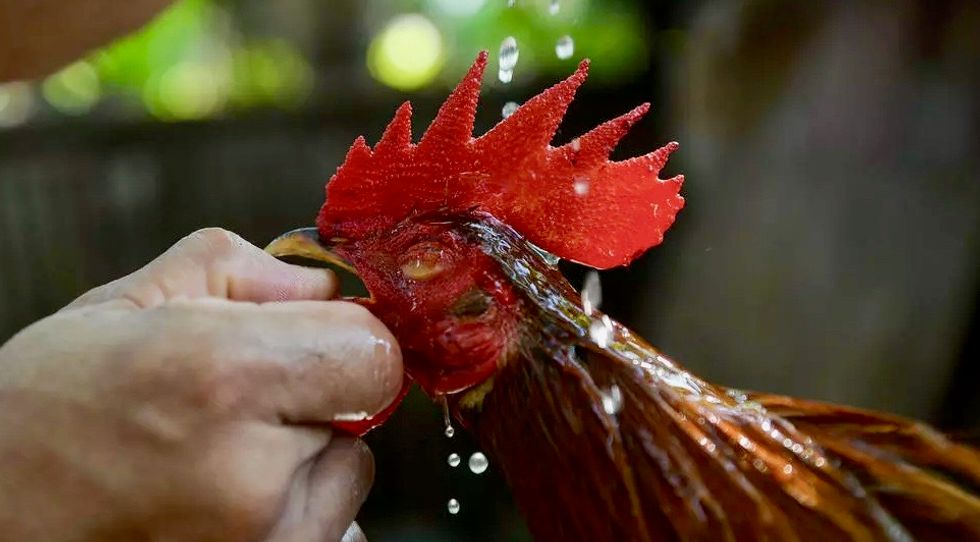 Fighting cock kills police chief in Philippine raid