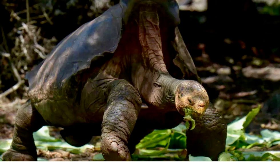Giant tortoise Diego, a hero to his species, is home