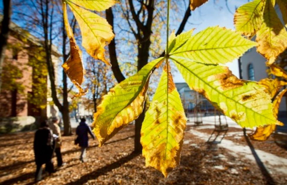Over half of Europe's endemic trees risk extinction: experts