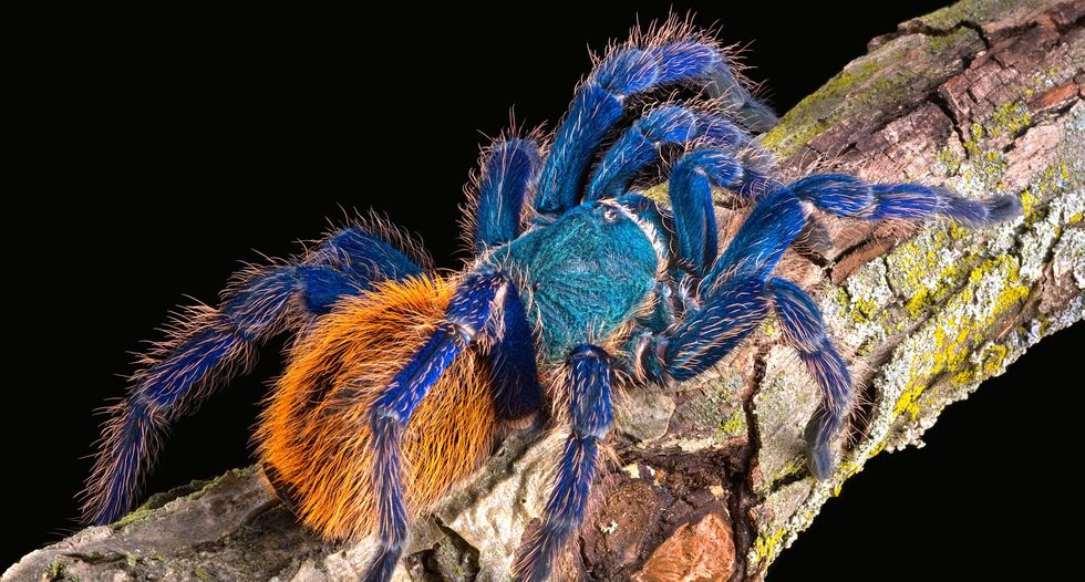 Biomimicry thinking - 'Tarantula Blue' now one step closer to reality