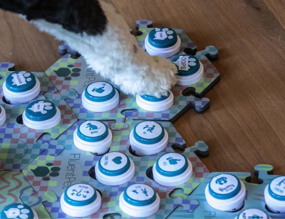 Woman teaches her Sheepadoodle how to communicate using buttons