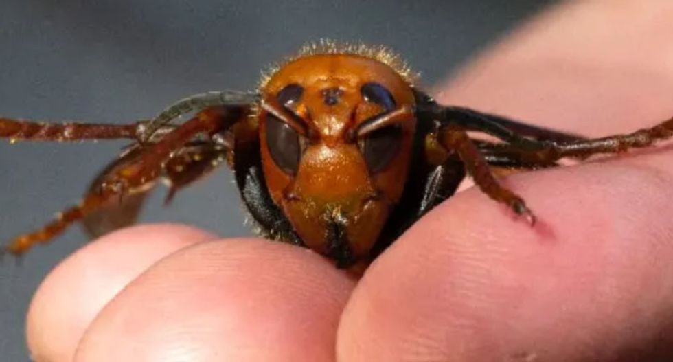 Scientists alarmed as first ever nest of giant 'murder hornets' is found in the United States
