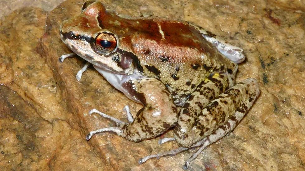 Male Brazilian frog stays loyal to two females in 'harem'