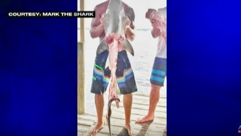 Notorious shark-dragging video results in three Florida men facing animal cruelty charges