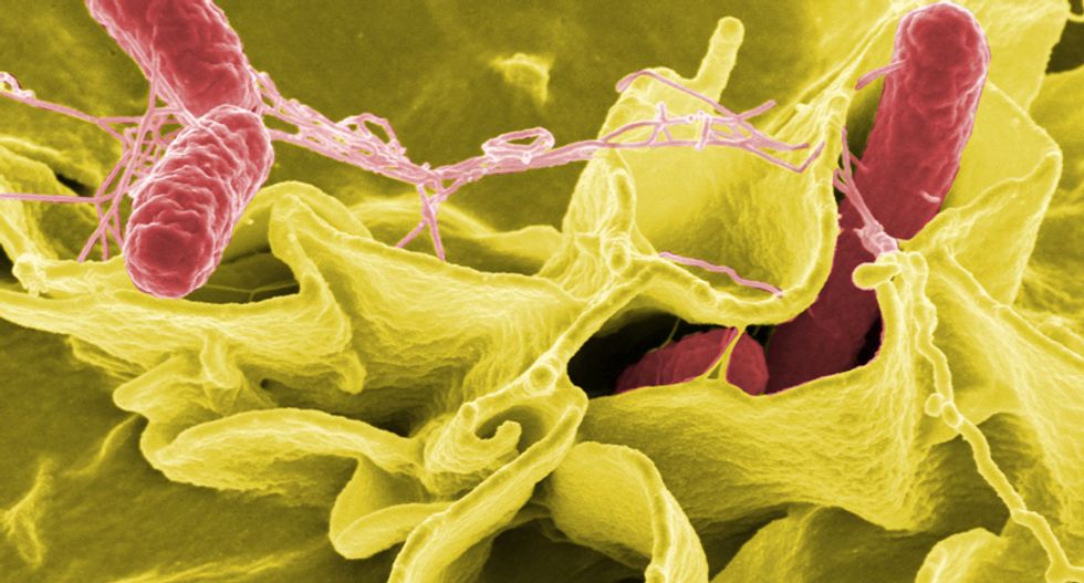 Genetically altered salmonella could be the next weapon against cancer: report