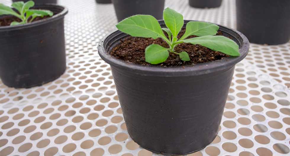 Plants can actually take care of their offspring – here’s how