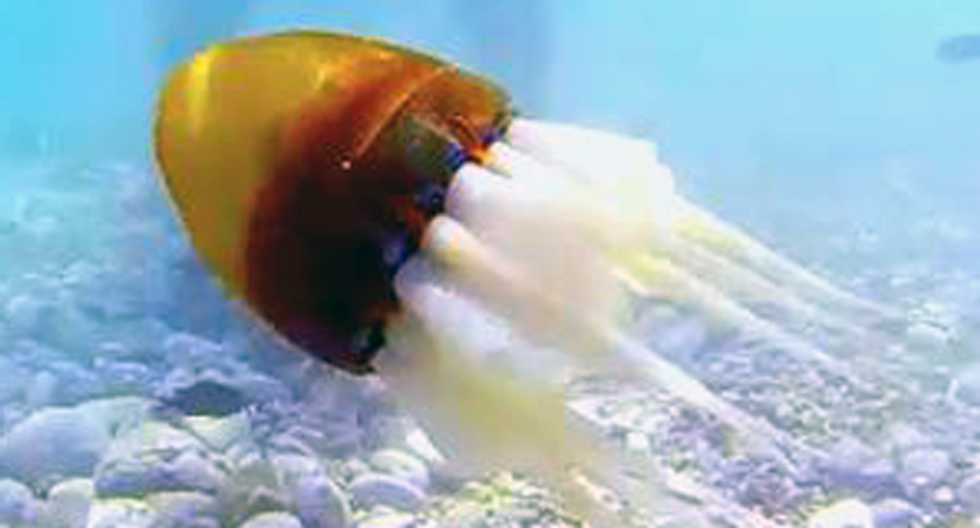 WATCH: Robotic octopus is even better than the real thing