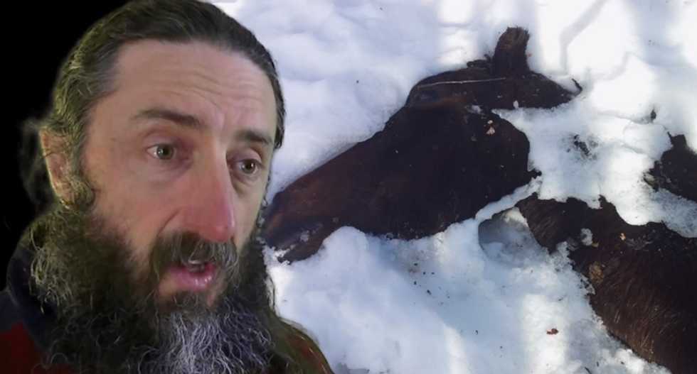 The grim story of the Snowy Mountains' cannibal horses