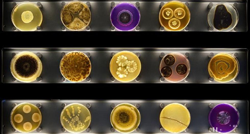 Microbes: Our tiny, crucial allies