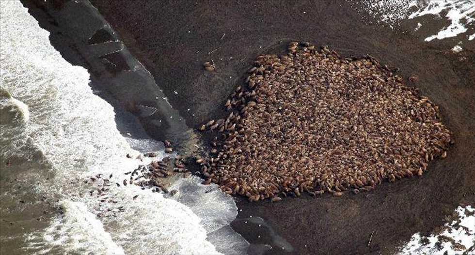 Researchers: Climate change made 35,000 walruses beach themselves in Alaska