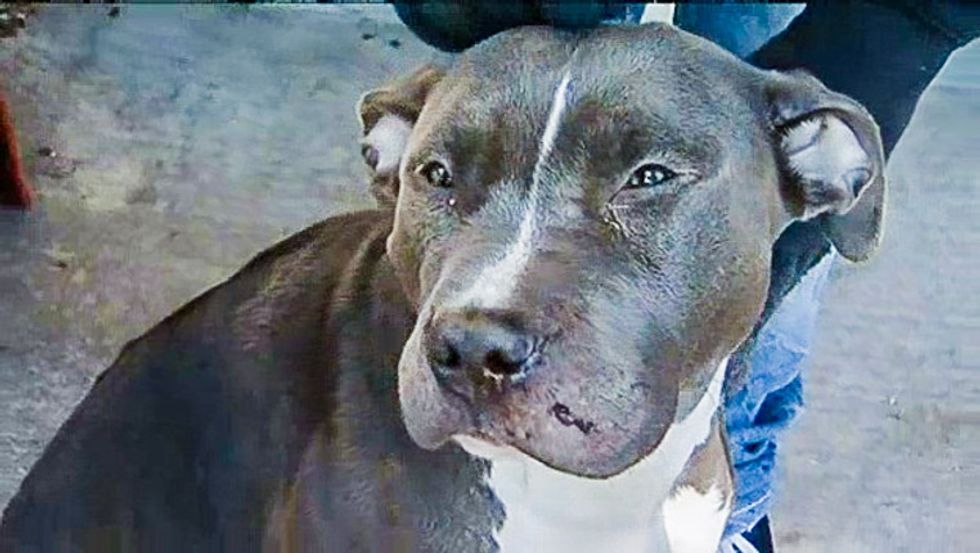 Illinois cop shoots family's dog in front of kids, gives mom a ticket