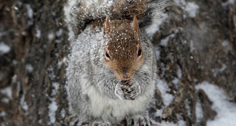 Squirrel blamed after 45,000 customers lose power in San Francisco bay area