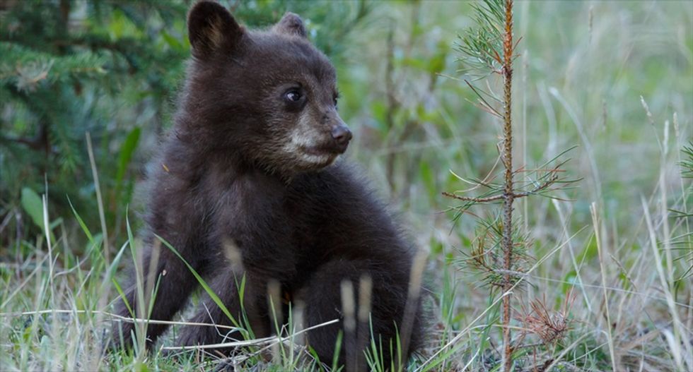 Investigators say dead bear cub found in Central Park was run over