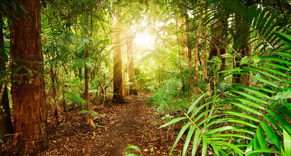 Amazon rainforest deforestation linked to droughts, extreme weather events: report