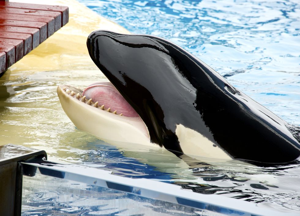 Blackfish is proof that a documentary can be a powerful force for change