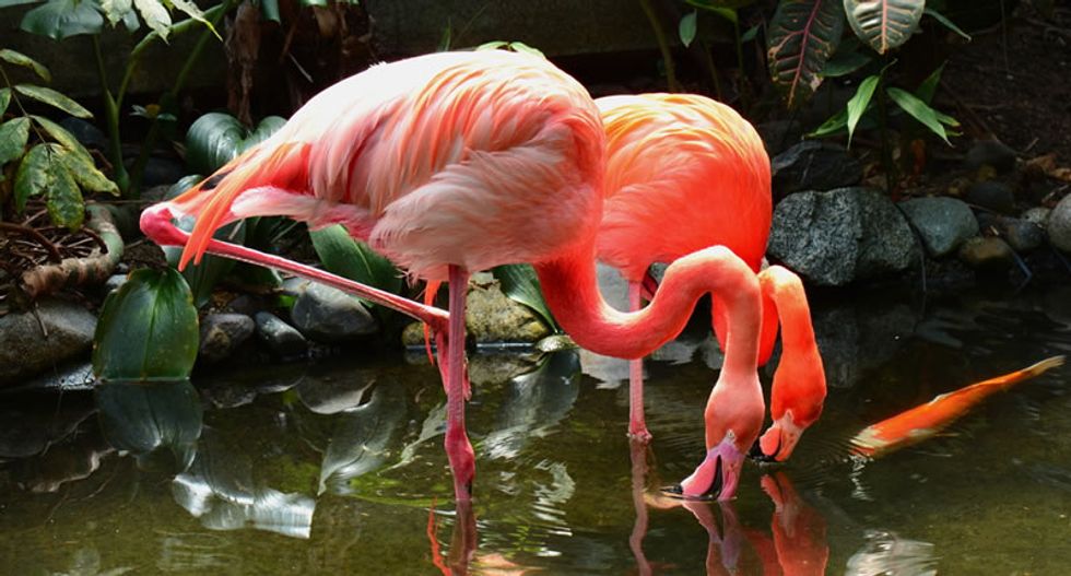 French director red-faced after pink flamingo disaster