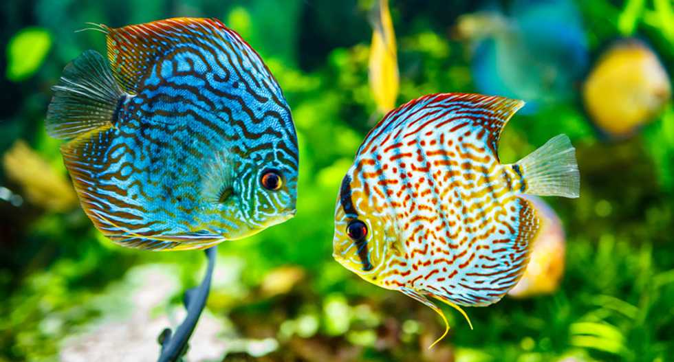 Tropical fish are fleeing warming waters and heading to the poles