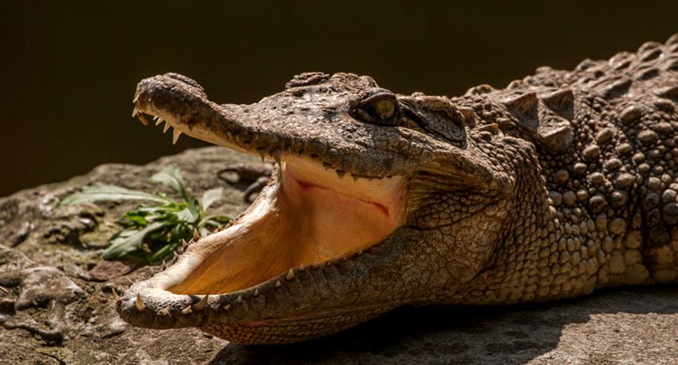 Crocodiles were once vegetarians, but it was just a phase