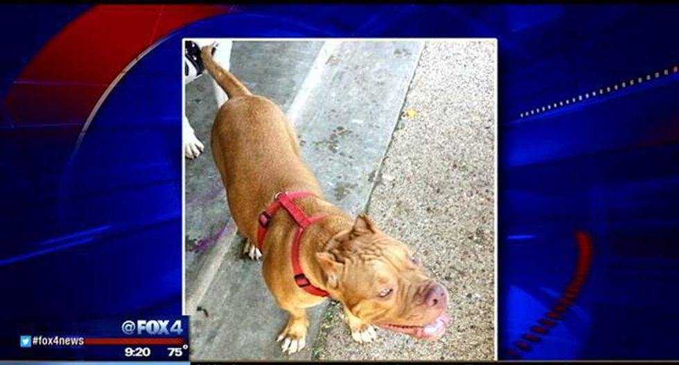 Texas police officer accused of luring pit bull with 'kissing noises' before shooting it