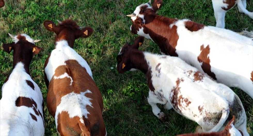Researchers fear antibiotics may cause some livestock to spread salmonella faster