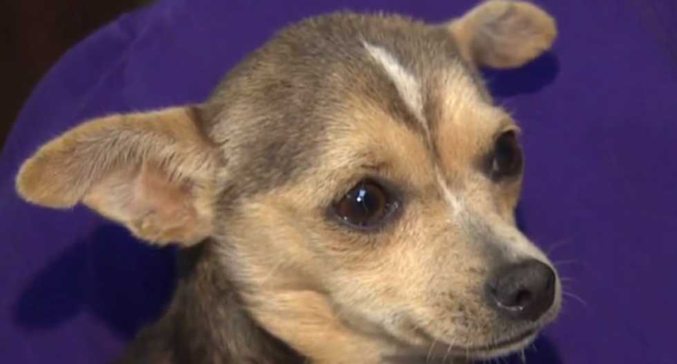 Houston man banned from Starbucks nearly kills puppy by throwing it at store window